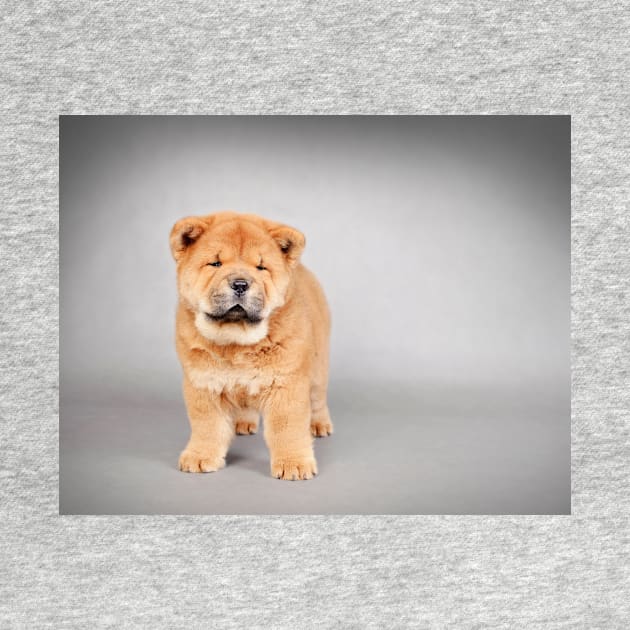 Chow chow  puppy by PetsArt